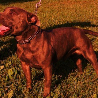 2歳男の子  一時募集休止致します。