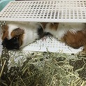 男の子モルモット2匹里親決まりました