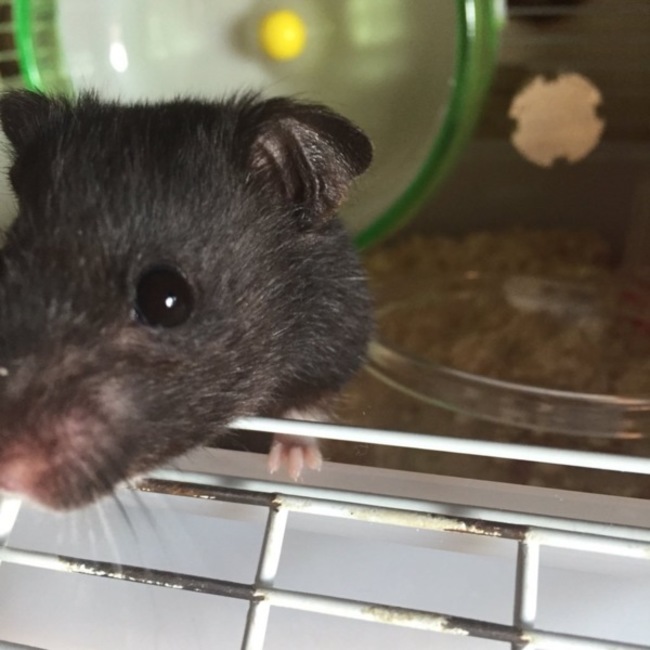 ポテぽてのカバー写真