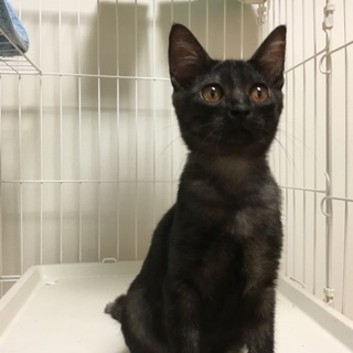 可愛い黒猫さん♀