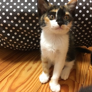 ゴロスリ三毛猫さん
