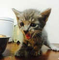 仔猫3匹保護しました