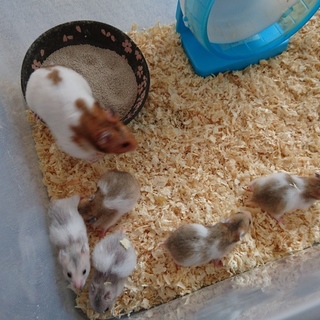 ゴールデン×キンクマ残り2匹