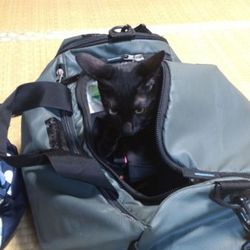 バッグの中が好きなのね。