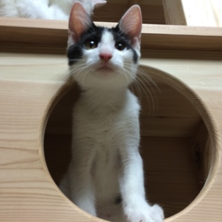 人慣れ猫慣れ抜群！元気な男の子です。