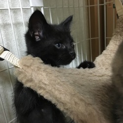 「里子に出した仔猫たち」サムネイル2