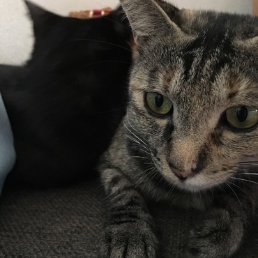 ママっ子、クロコ。