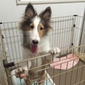 可愛いシェルティー