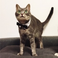 宇佐美ねこ