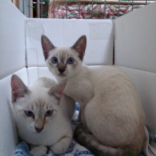 優しいご主人様よろしくお願いします。