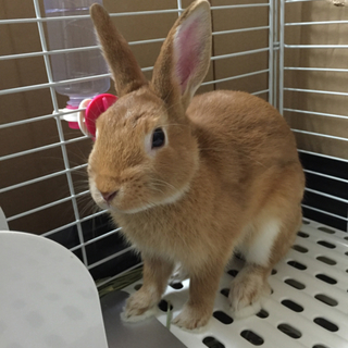 ネザーランドドワーフ(生後8ヶ月)