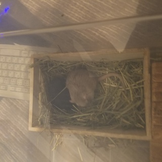 カラージャービル　オス2メス2引き取り願います。