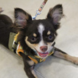 「母宅のチワワの様子を見て、感じたこと」サムネイル2