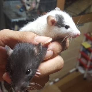 ファンシーラット里親募集します