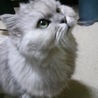 メグすけ