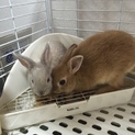 この子達を飼ってあげて下さい