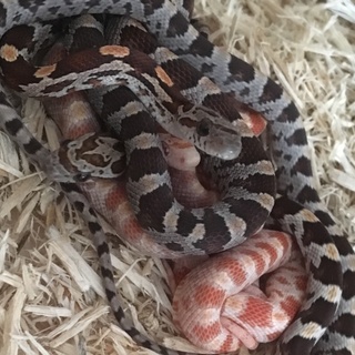 コーンスネーク