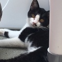 子猫里親募集‼︎