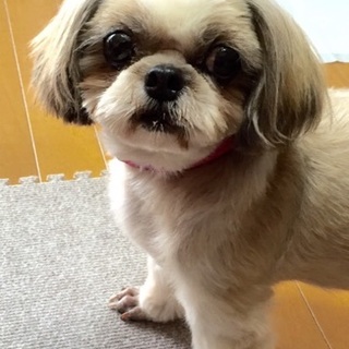 シーズー　メス　ざくろちゃん☆