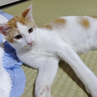 人懐こい迷い子猫（オス）を貰ってください。