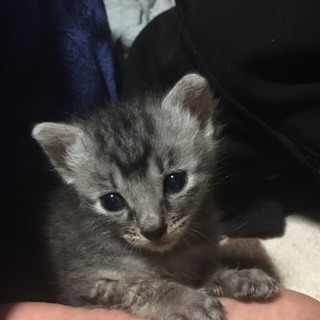 やんちゃな男の子です