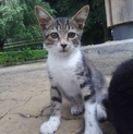白キジトラ子猫里親募集！