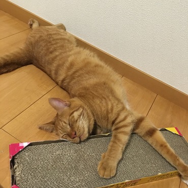 の写真