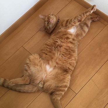 の写真