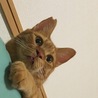 の写真