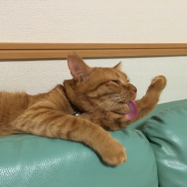 の写真