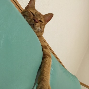 の写真