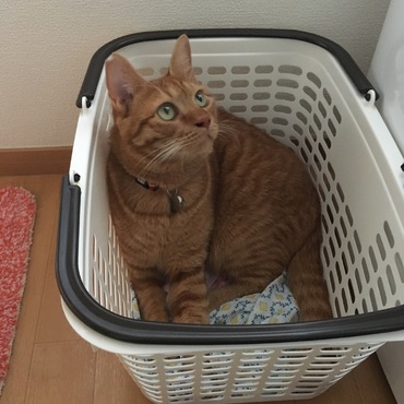 の写真