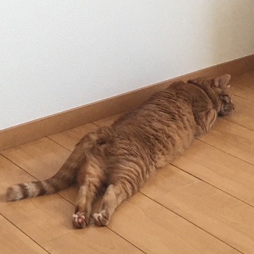 の写真