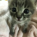 生後１ヶ月位の子猫の里親募集