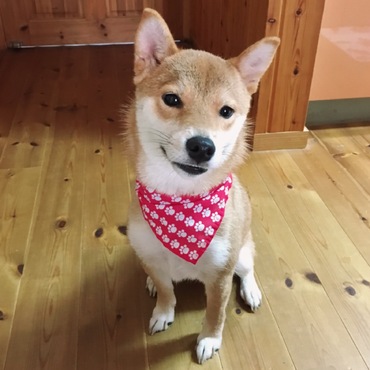 の写真