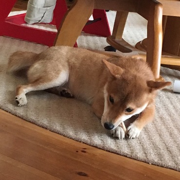 スティック状のおやつを渡すと、上手に前足で挟んで食べます。