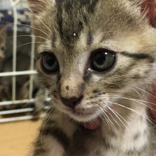 おメメくりくりの元気な仔で「すばる」と言います