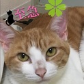 至急保護猫ちゃん一時停止致します。