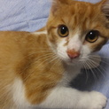 猫を保護しました