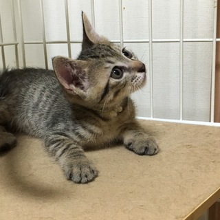 ちょっとおっとりですが元気な仔「ほくと」です