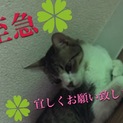 里親様至急募集！