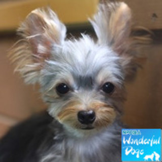 心雑音あり「チイ」♀