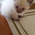 シャム系子猫ちゃん♥里親募集