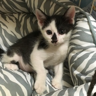 甘えん坊な「いち」くんです