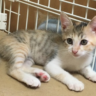 活発な女の仔「もも」です