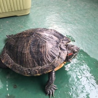 ミシシッピ赤耳亀