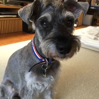 やんちゃで甘えん坊★Ｍシュナウザー♂