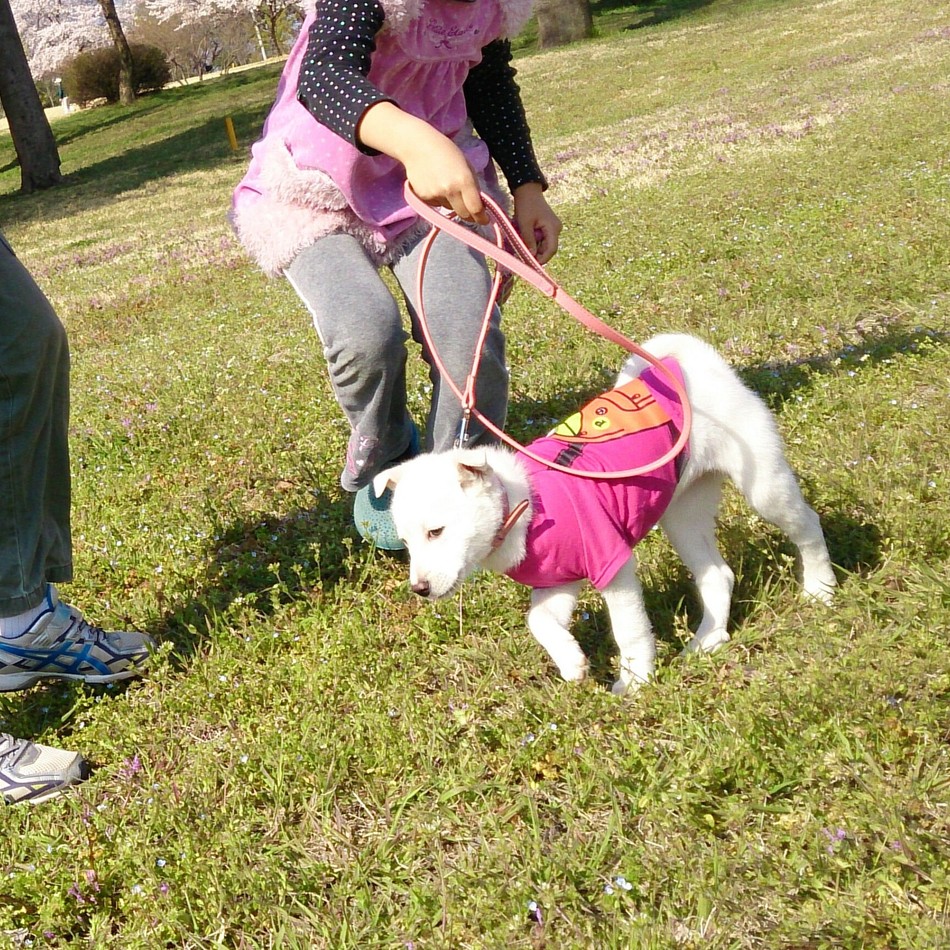 もものカバー写真