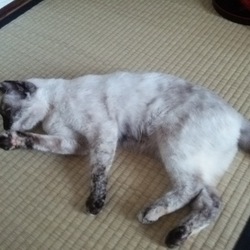 毎日暑いですねぇ