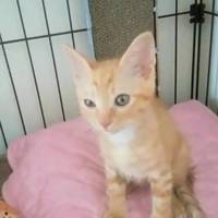 チャチャ（仮名）